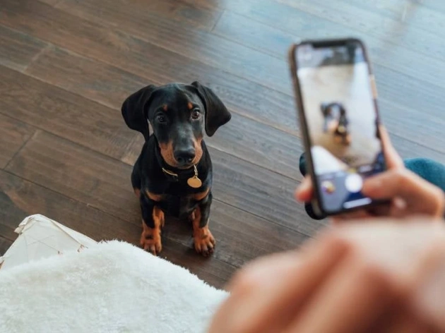Dogs for Sale in Ireland: What to Avoid When Buying a Dog