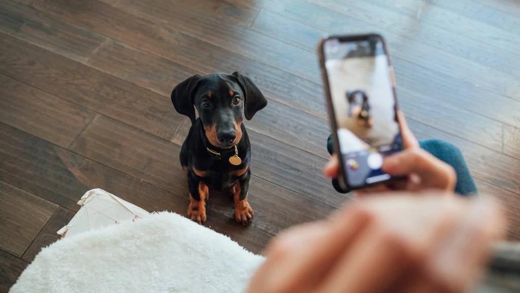 Dogs for Sale in Ireland: What to Avoid When Buying a Dog