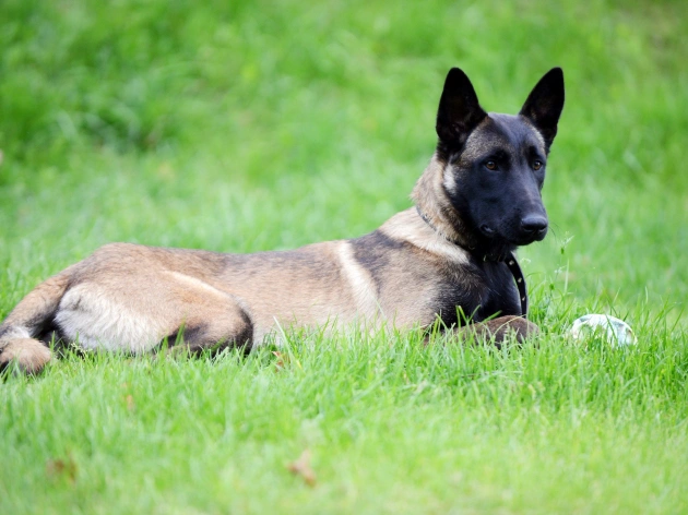 Dogs That Don’t Shed