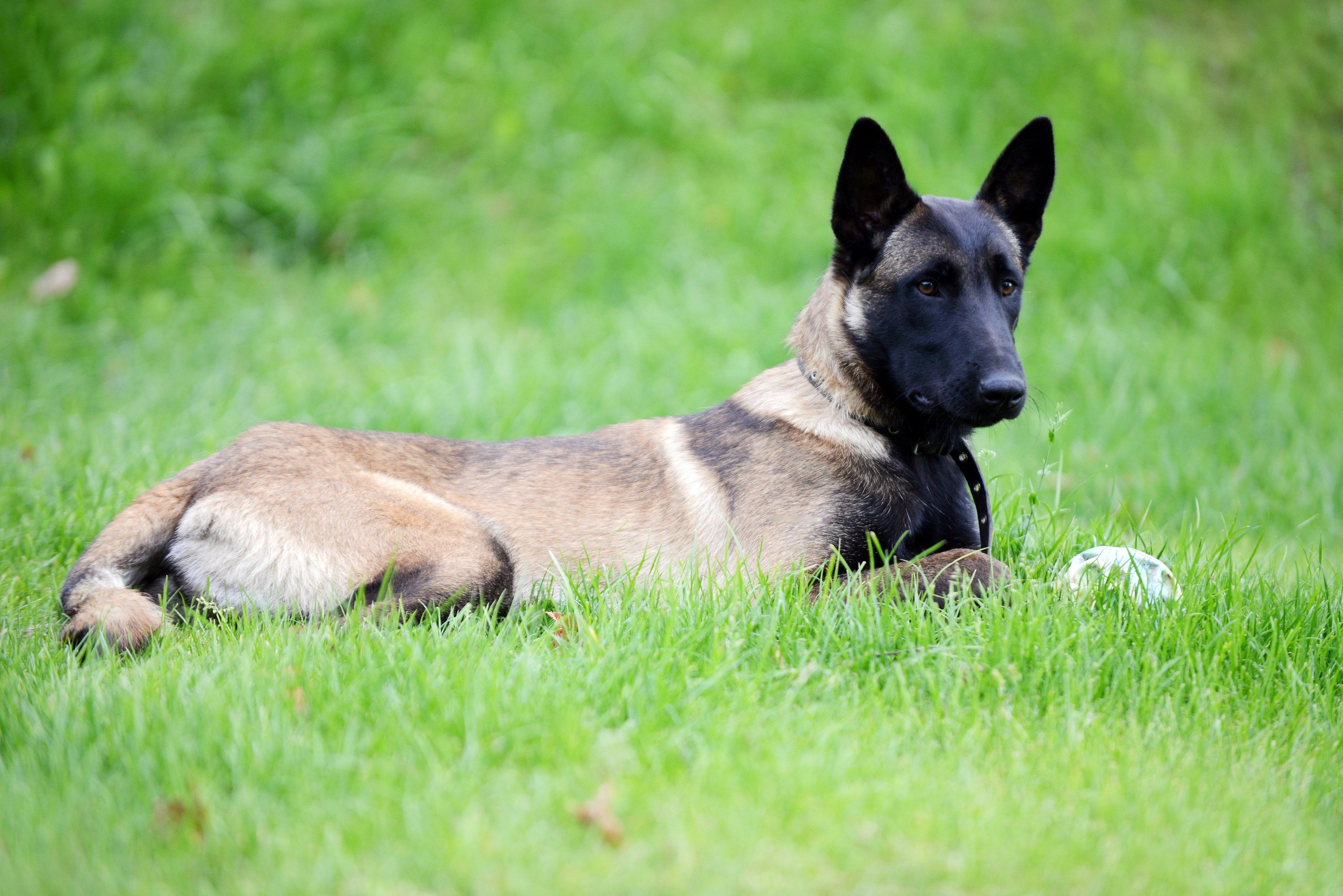 Dogs That Don’t Shed