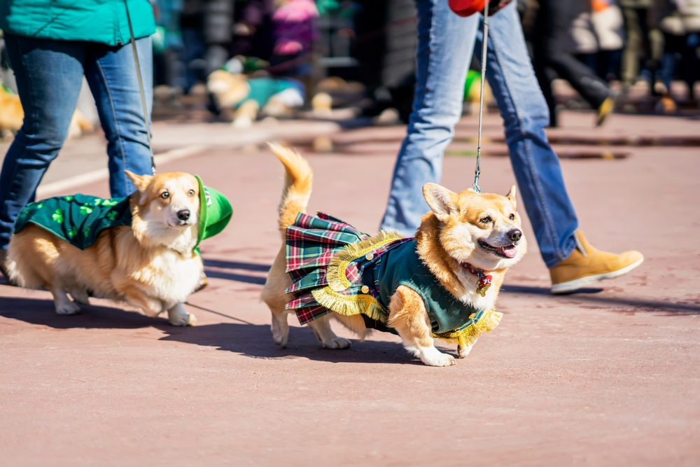 Dogsy emerges as the ultimate canine companion connection in Ireland