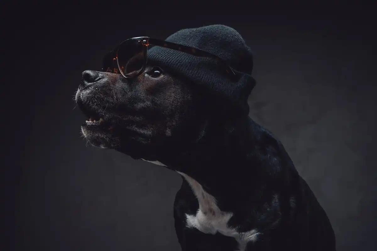 Gangster Dog Names
