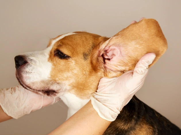 How Do Dogs Get Ear Infections?