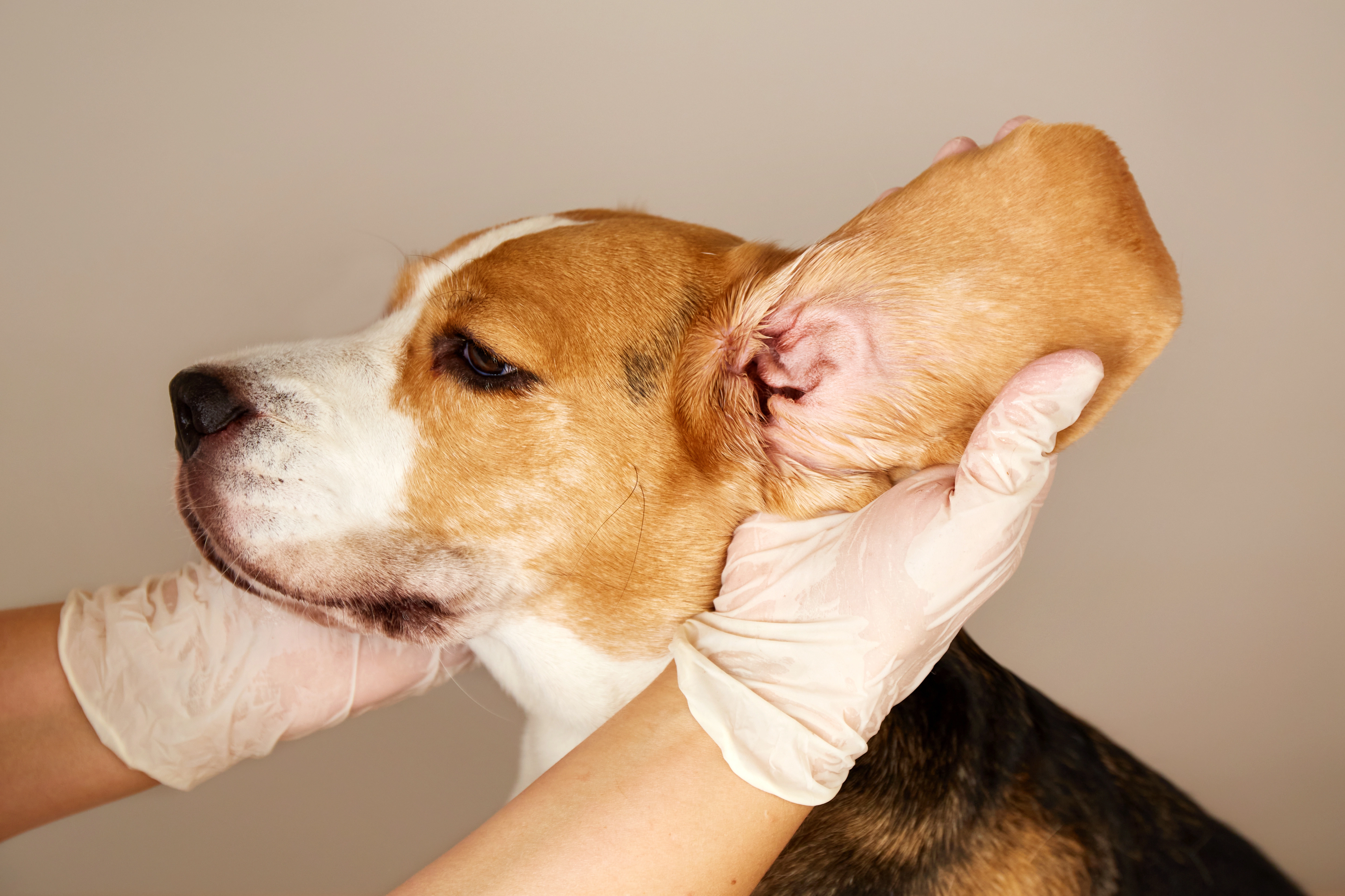 How Do Dogs Get Ear Infections?