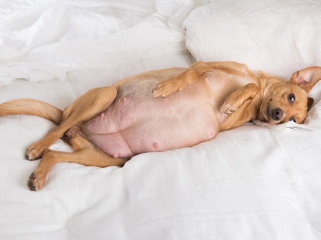 How Do I Know If My Dog Is Pregnant?