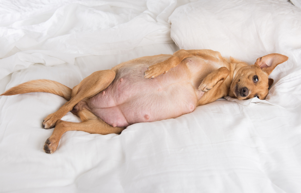 How Do I Know If My Dog Is Pregnant?