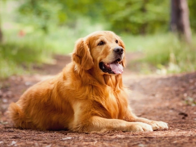 How Long Does a Golden Retriever Live?