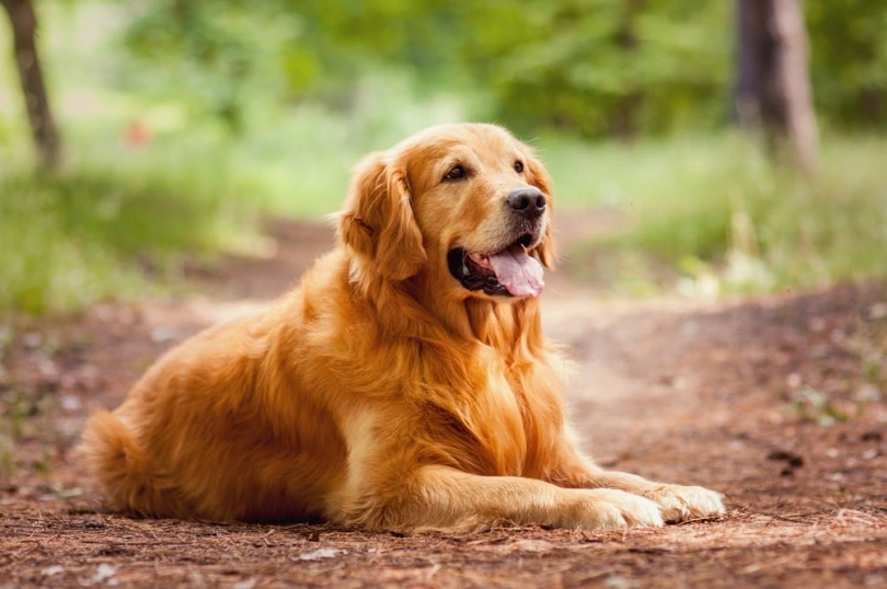 How Long Does a Golden Retriever Live?