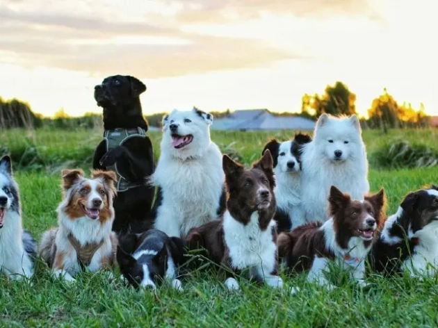 How Many Dog Breeds Are There? Exploring the Canine World