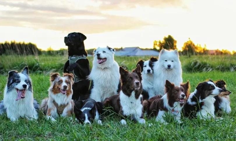 How Many Dog Breeds Are There? Exploring the Canine World