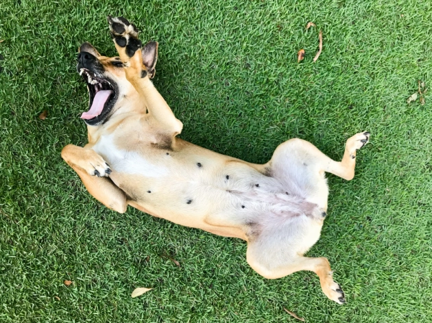 How Many Nipples Does a Dog Have?
