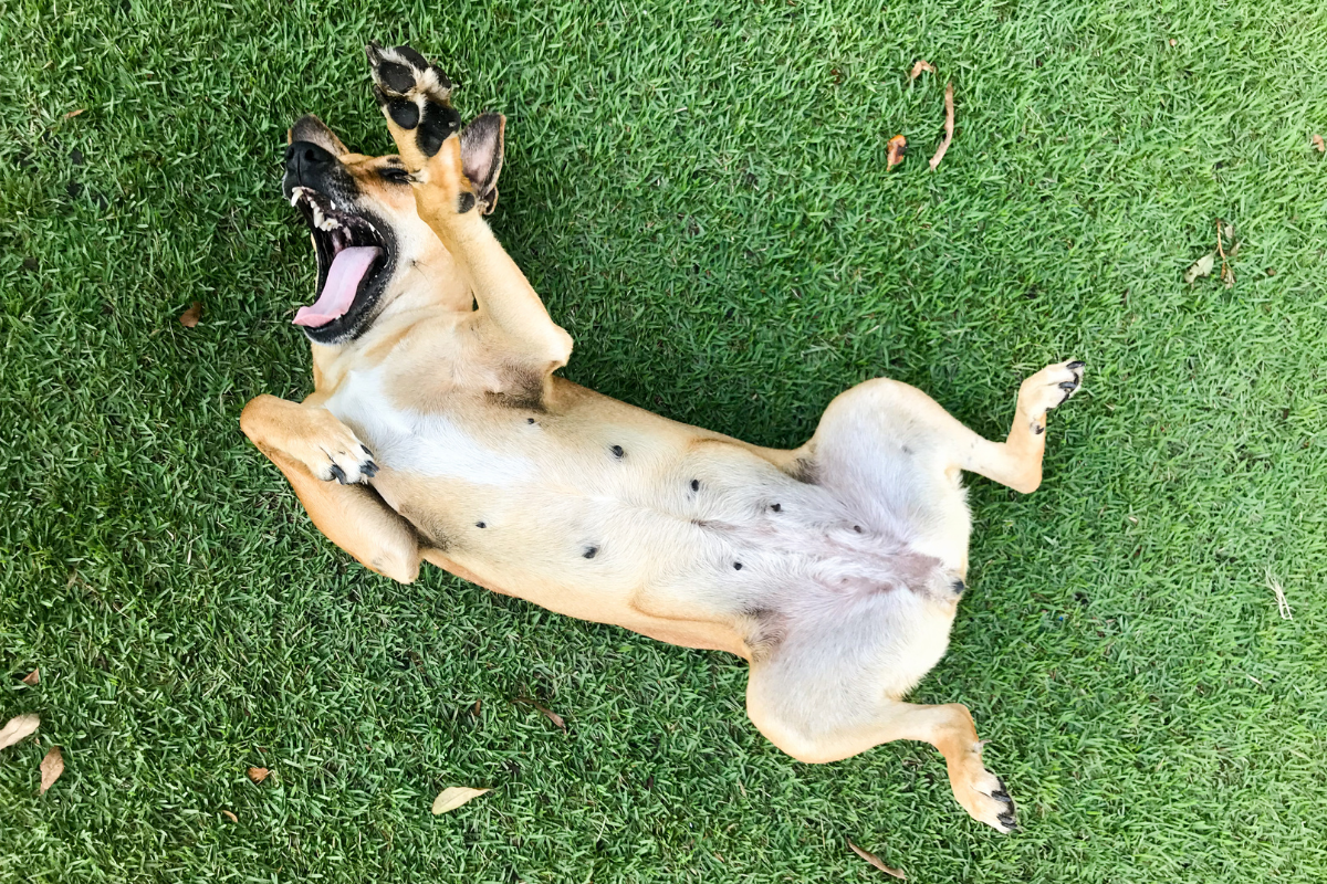How Many Nipples Does a Dog Have?