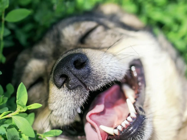 How Many Teeth Do Dogs Have?