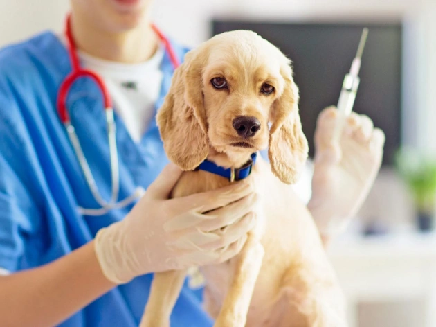 How Many Vaccines Does a Puppy Need?