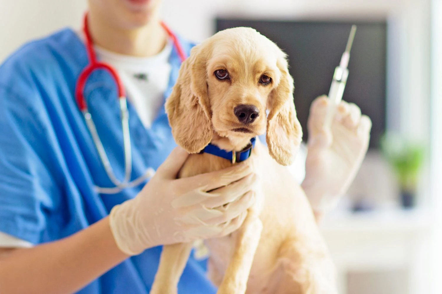 How Many Vaccines Does a Puppy Need?