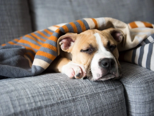 How Much Do Dogs Sleep?