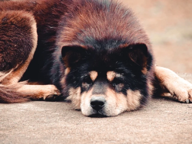 How Much Does a Hmong Dog Cost?