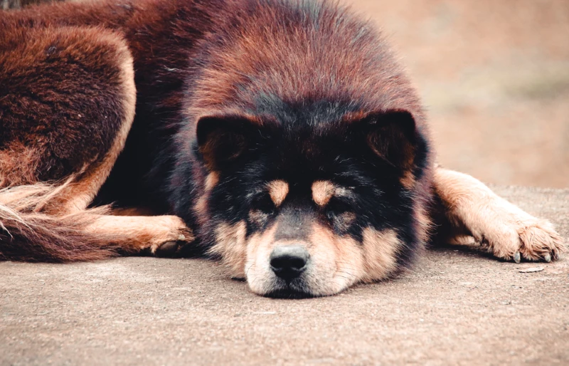 How Much Does a Hmong Dog Cost?