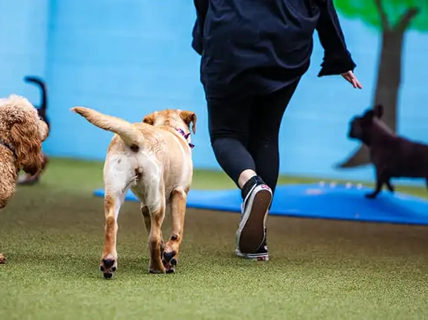 How Much Does Dog Boarding Cost in Ireland?