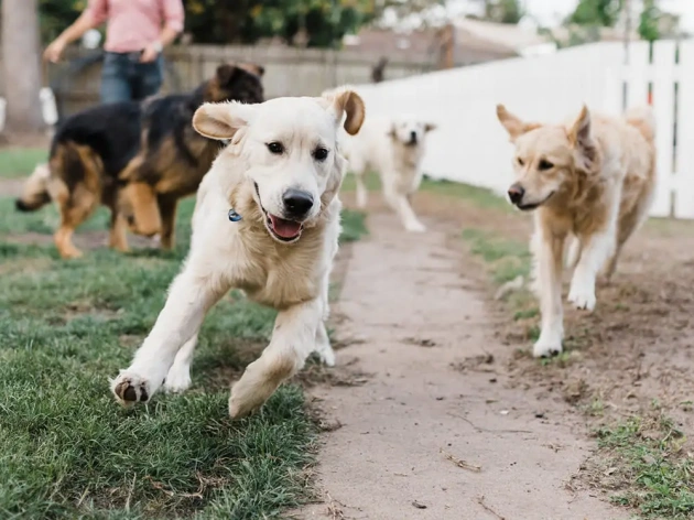 How Much Does Doggy Day Care Cost in Ireland?