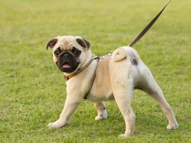 How Much Does It Cost to Own a Pug?