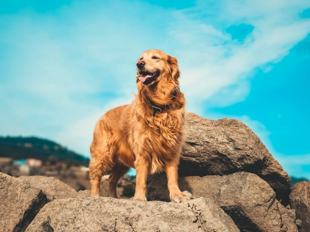 How Much is a Golden Retriever?