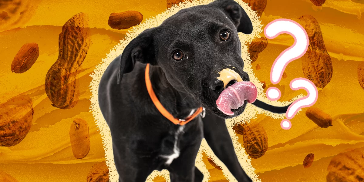 How Much Peanut Butter Can Dogs Eat?