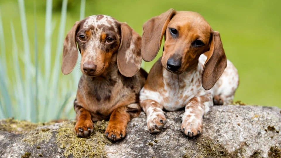 How Popular Are Dachshunds?