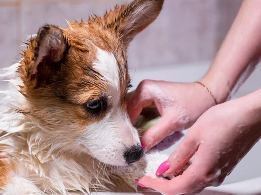 How to Apply Coconut Oil to Dog Skin?