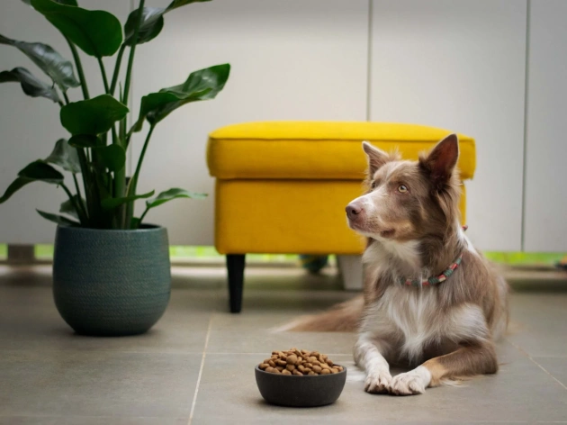 How to Cater for a Dog with a Specialized Diet