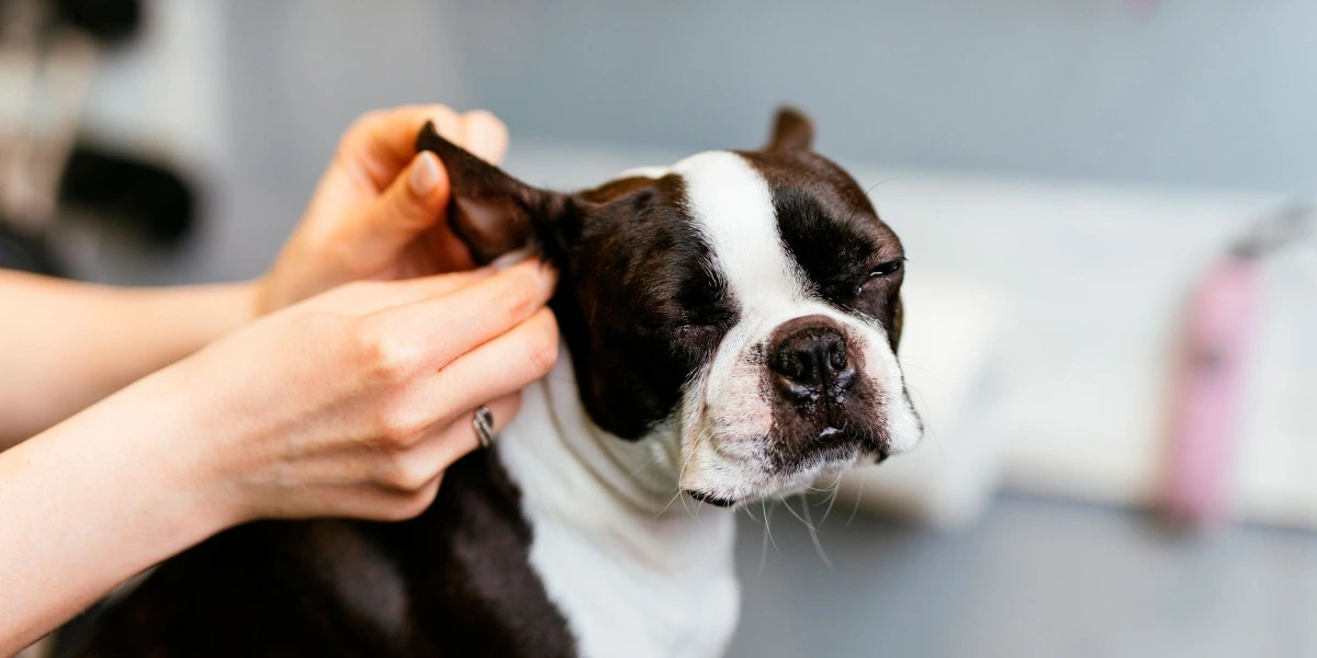 How to Clean Dog Ears?