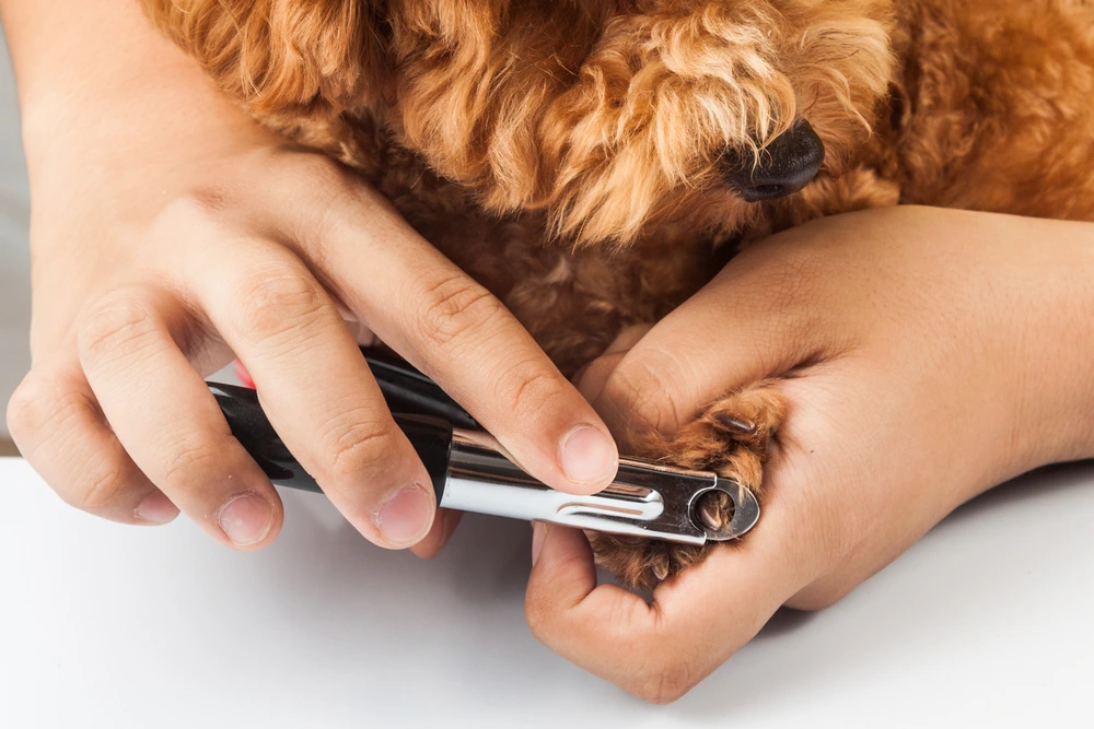 How To Cut Dog Nails Guillotine