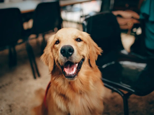 How to Ensure Your Dog Lives a Happy and Healthy Life