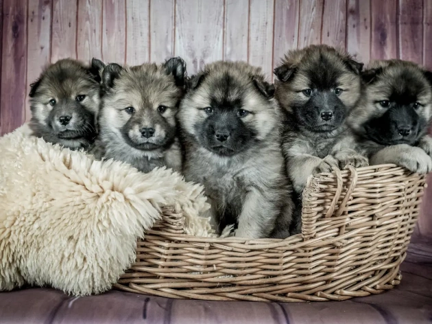 How to Find the Best Stud Dog