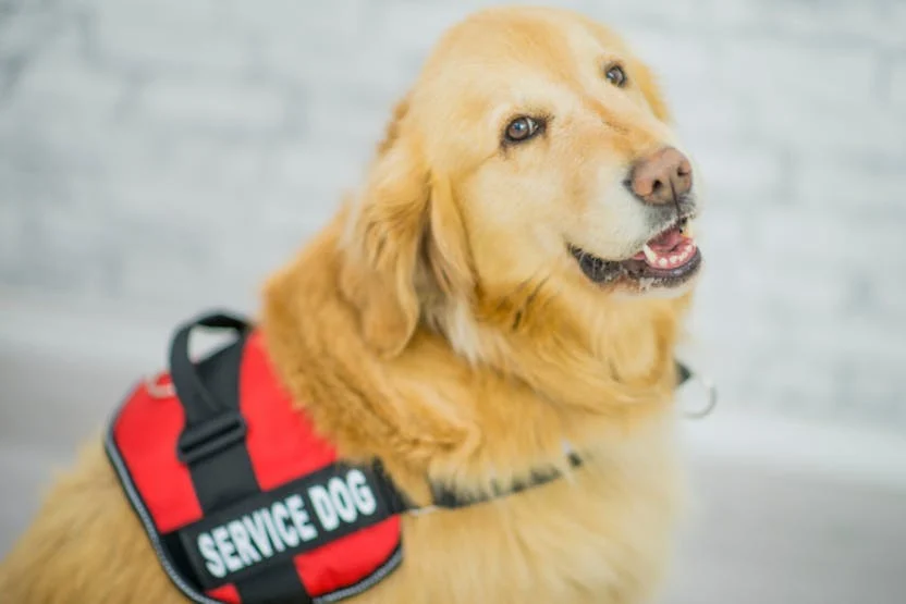 How to Get a Service Dog for Free?
