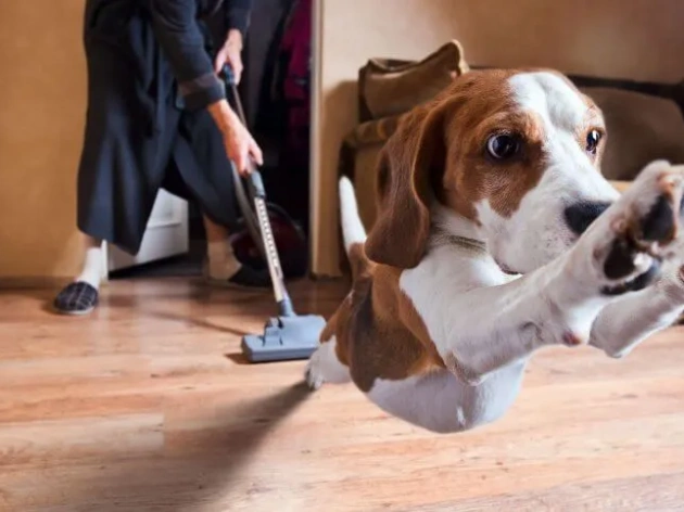 How to Get Rid of Dog Smell in Your House