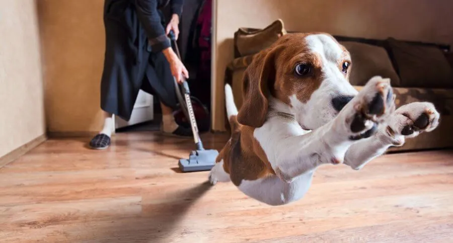 How to Get Rid of Dog Smell in Your House