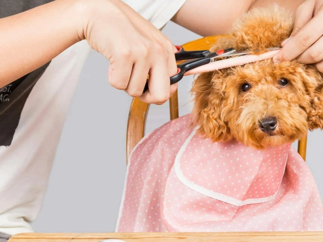 How to Groom and Cut Your Dog's Hair at Home