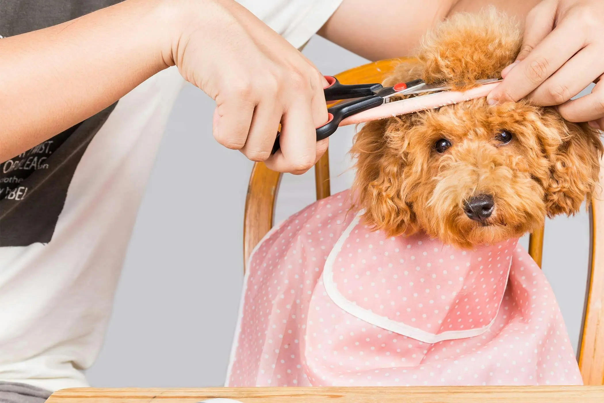 How to Groom and Cut Your Dog's Hair at Home