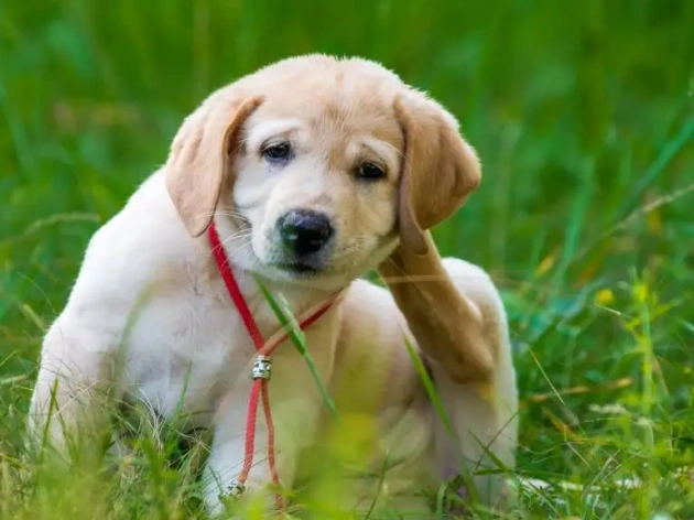 How to Help Dogs with Allergies
