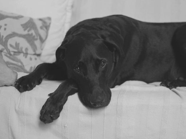 How to Help Your Dog Overcome Separation Anxiety