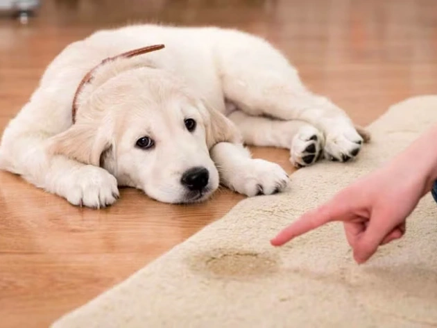 How to House Train a Puppy?