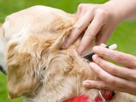 How to Remove a Tick from a Dog?
