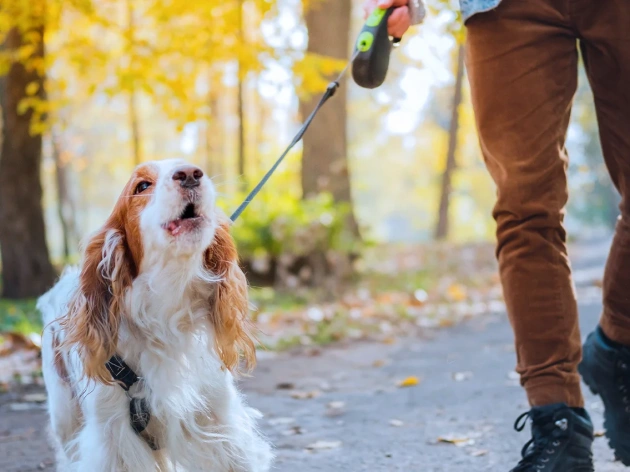 How to Stop a Dog Barking?