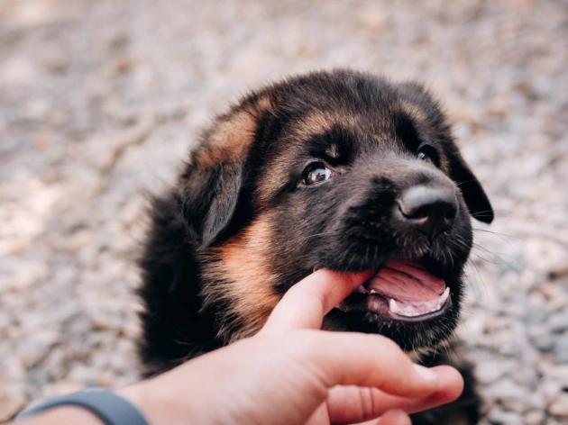 How to Stop a Puppy from Biting?