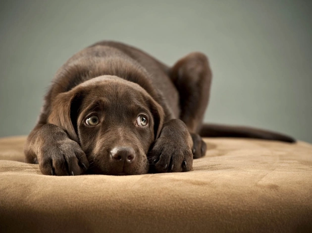 How to Stop Seizures in Dogs Immediately
