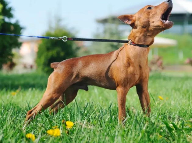 How to Stop Your Dog from Excessive Barking?