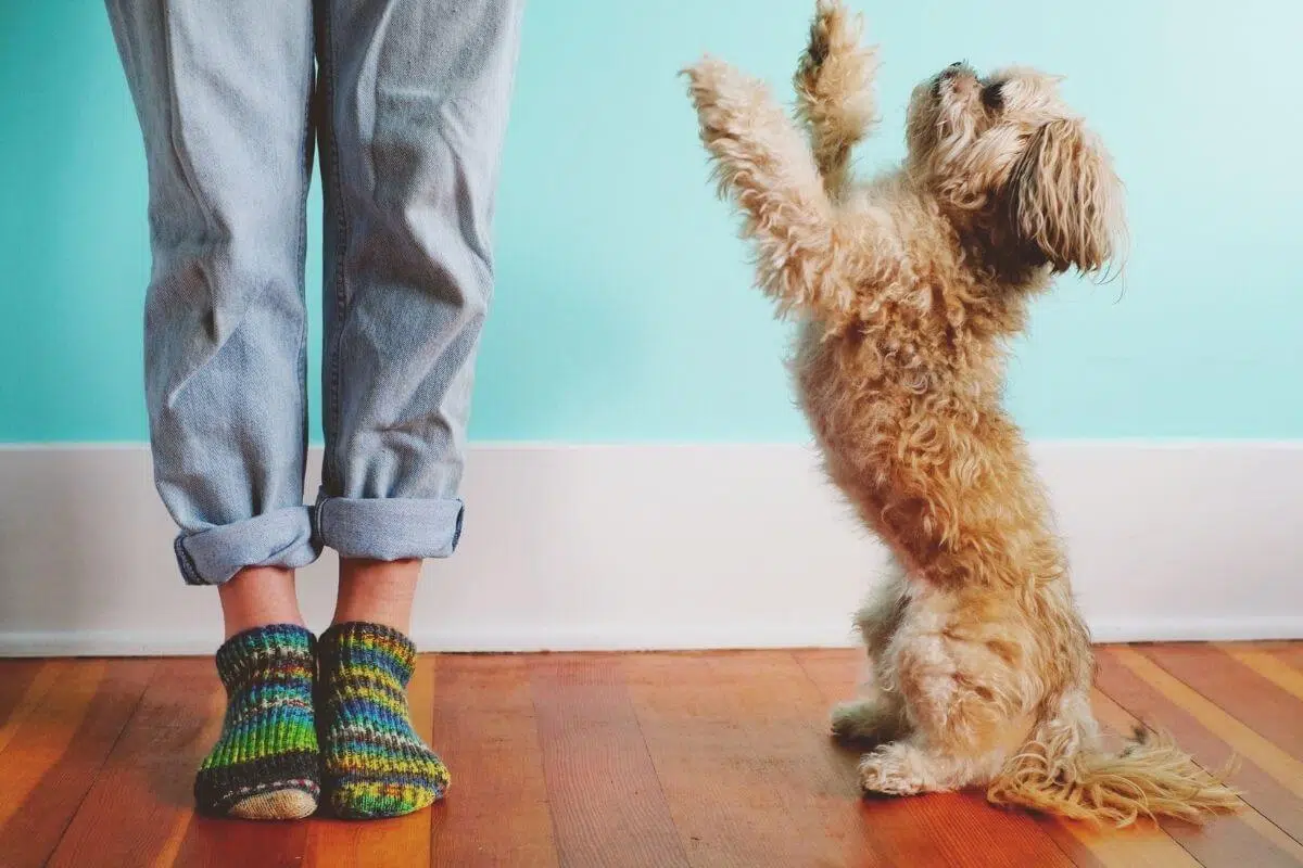 How to Stop Your Dog from Jumping on People