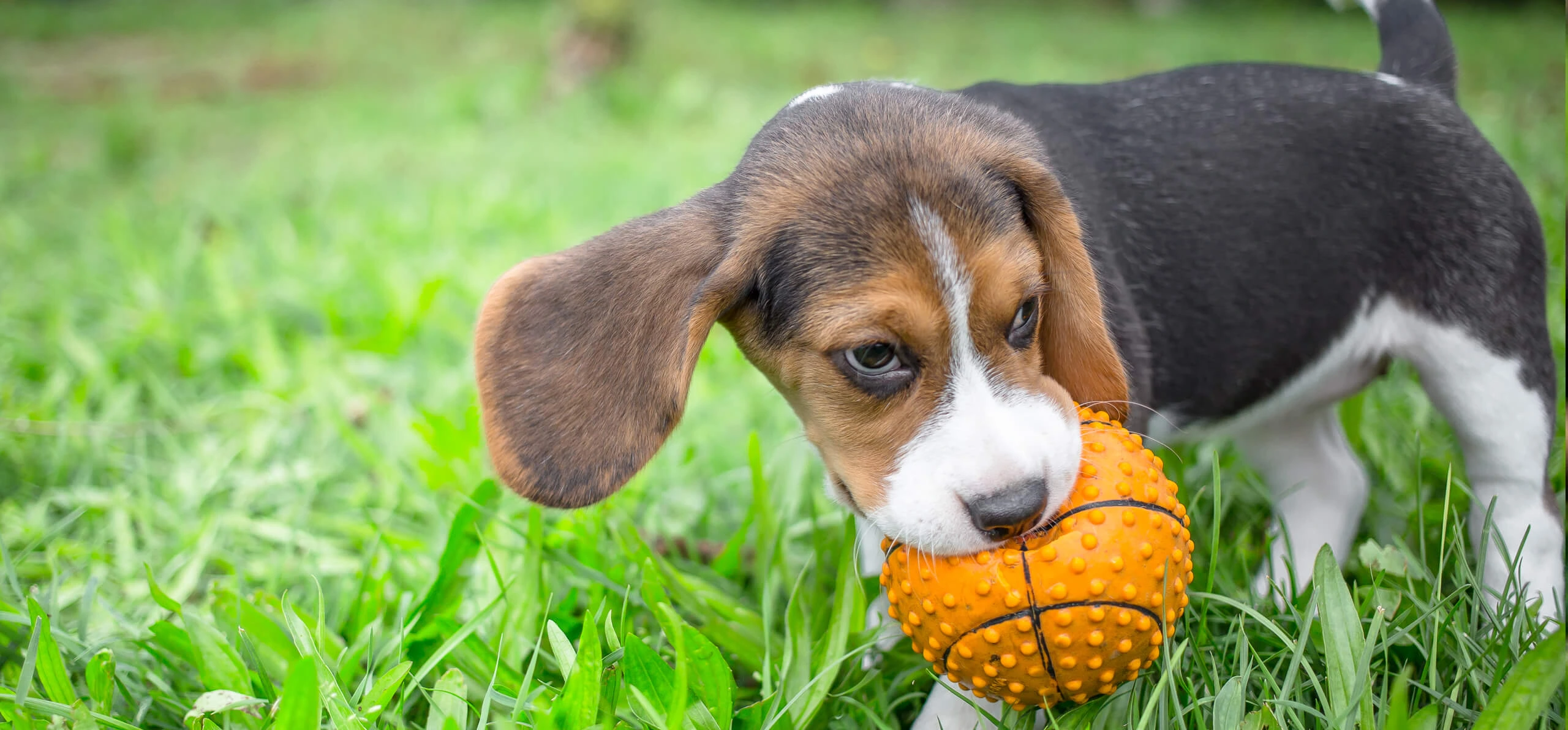 How to Teach a Dog to Fetch?