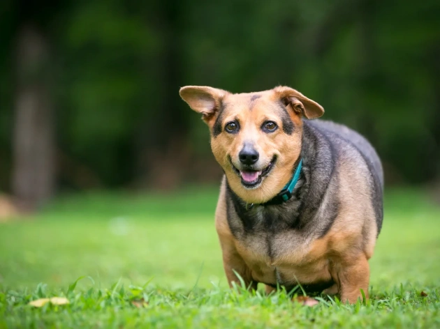 How to Tell If Your Dog Is Fat?
